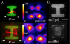 Mechanobiology of cell adhesion